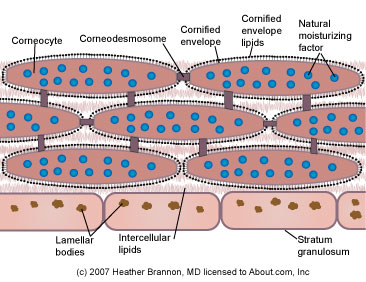 Skin Acids and their effects on your razor blade - Stratum Corneum 