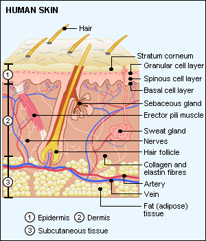 Skin Acids and their effects on your razor blade - Skin Structure 