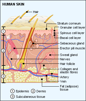 staph diagram